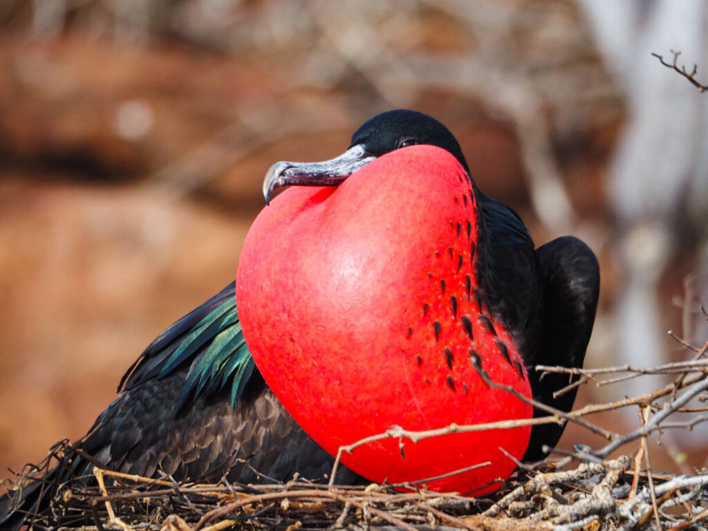 Magnificent Frigatebird on North Seymour with chest puffed 5