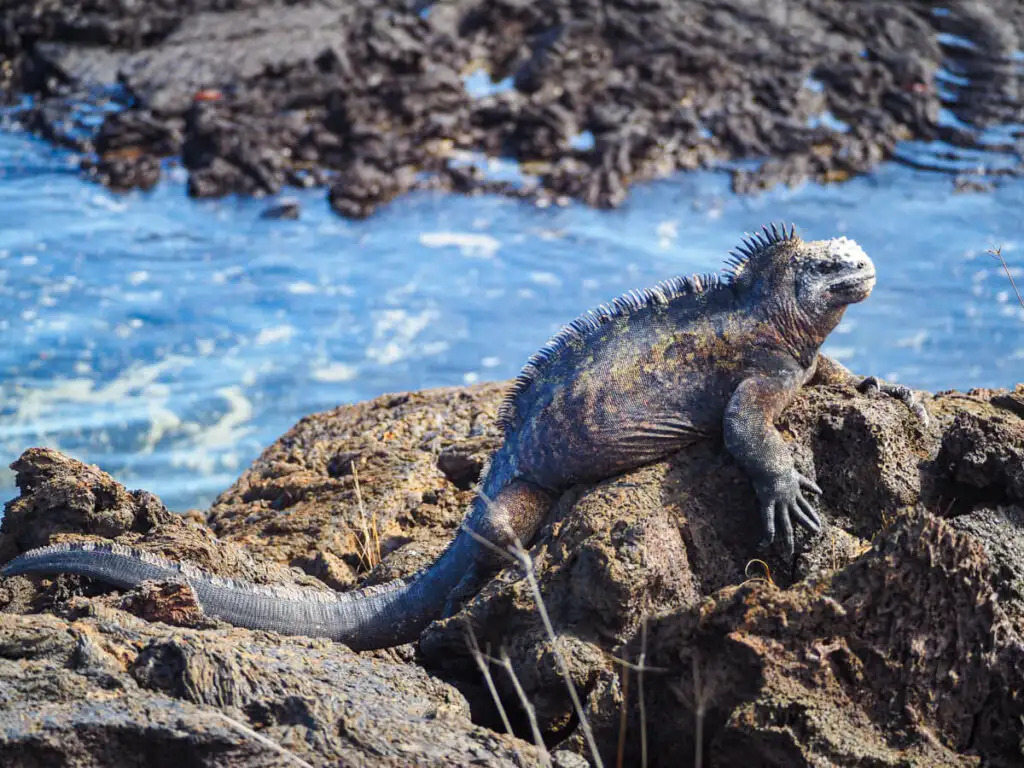 Marine iguana on isabela
