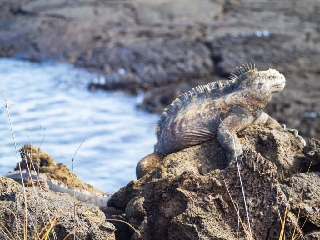 Marine iguana on isabela island