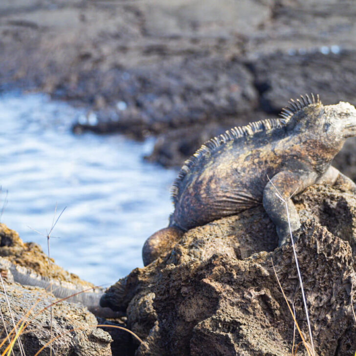 Marine iguana on isabela island