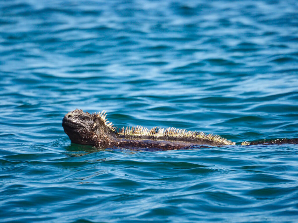 Marine iguana swimming 2