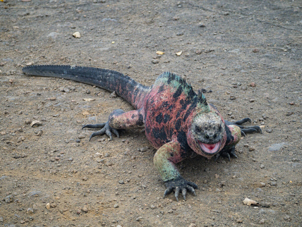 Marine iguana with mouth open