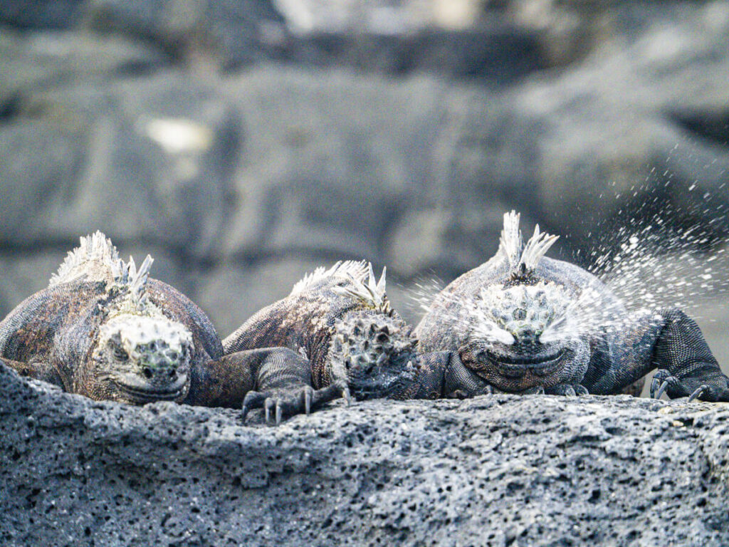 Marine iguanas with one blowing water out of his nose