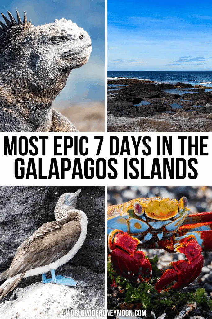 Dreaming of visiting the Galápagos Islands? This is the ultimate Galapagos itinerary including stops in Santa Cruz, Floreana, Isabela, Fernandina, Santiago, and North Seymour. Click here for the ultimate Galapagos cruise itinerary in 7 days! Galápagos Island cruise | Galapagos Islands travel | Galapagos tortoise | Galapagos shark | Galapagos penguin | Galapagos Island itinerary | Galápagos Islands animals | Galápagos Islands photography | Galápagos Islands itinerary | Galapagos 1 week