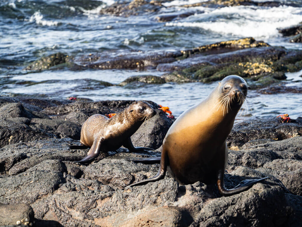 Mother and baby sea lion on the move