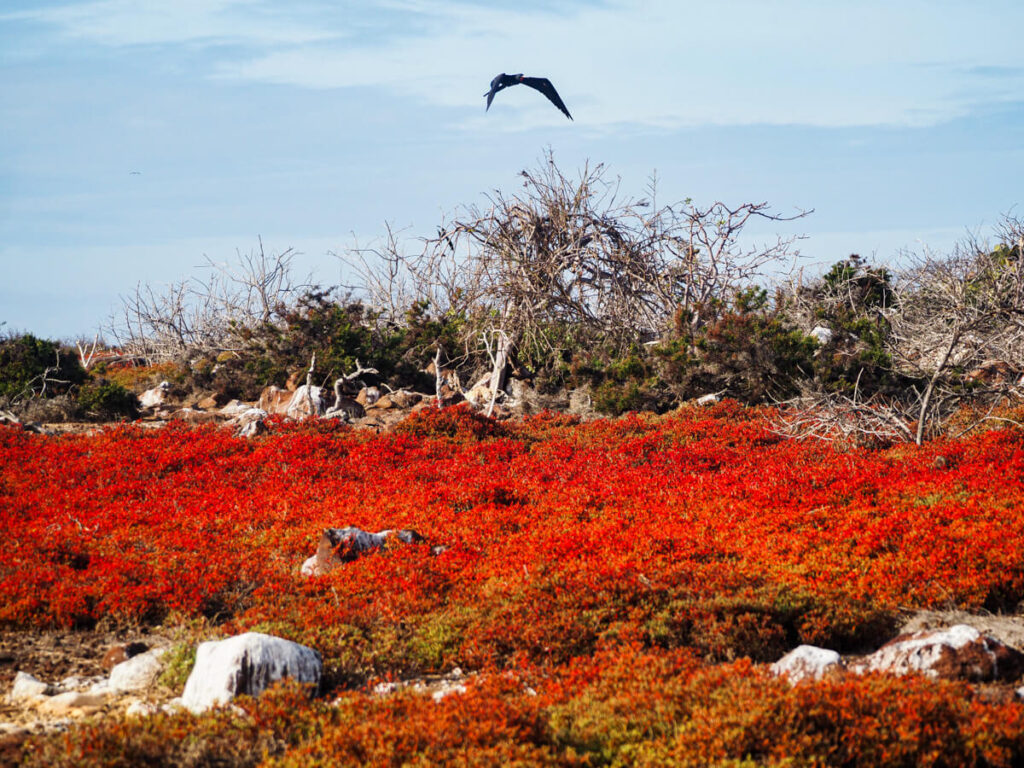 North Seymour Island in the Galapagos