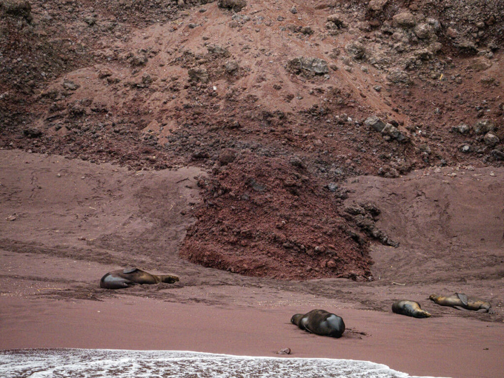 Red beach with sea lions