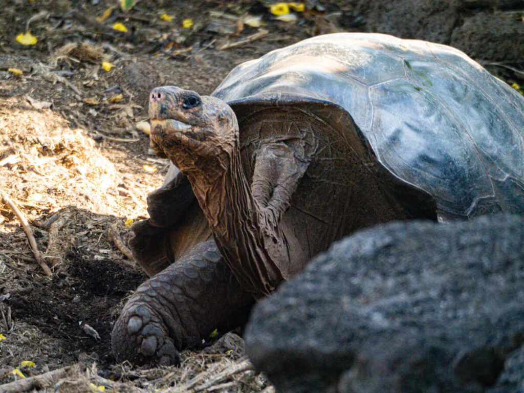 Saddleback tortoise 3