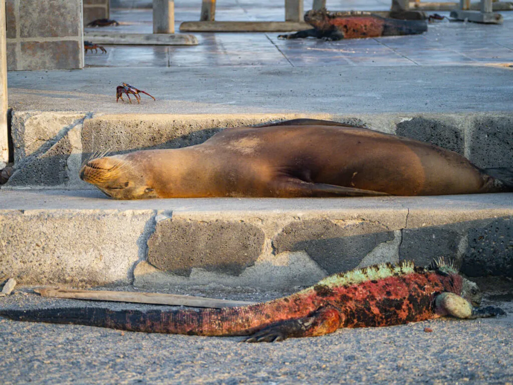 Sally lightfoot crab, sea lion, and marine iguana on steps