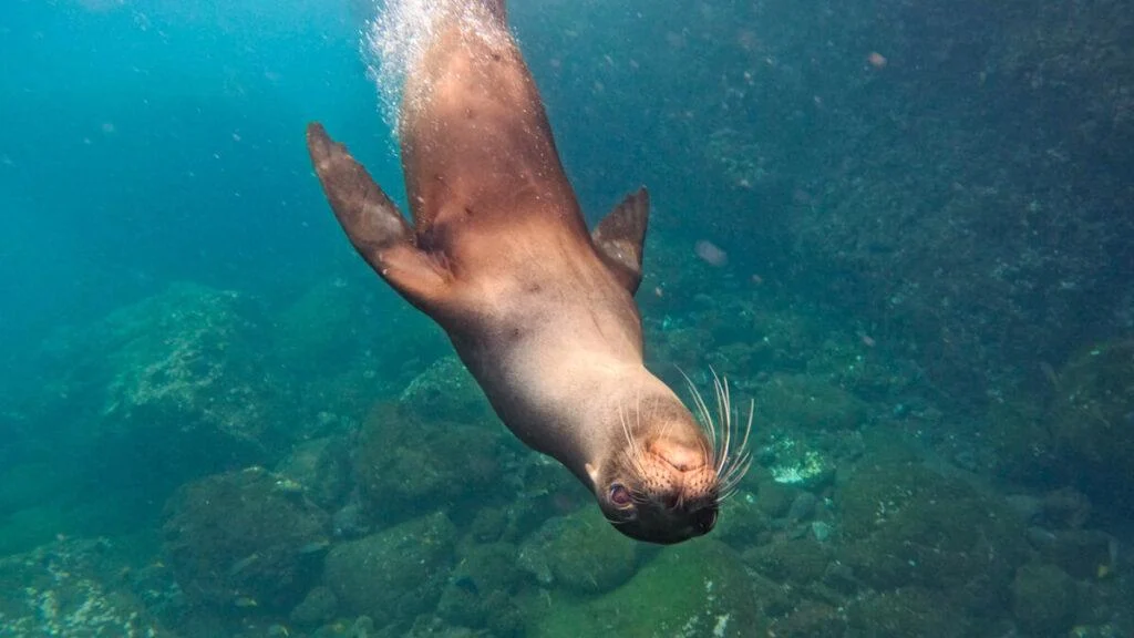 Sea lion swimming upside down in Galapagos