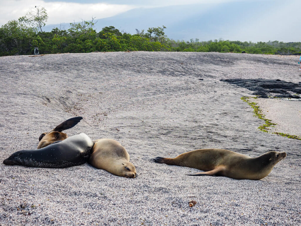 Sea lions on punta espinoza