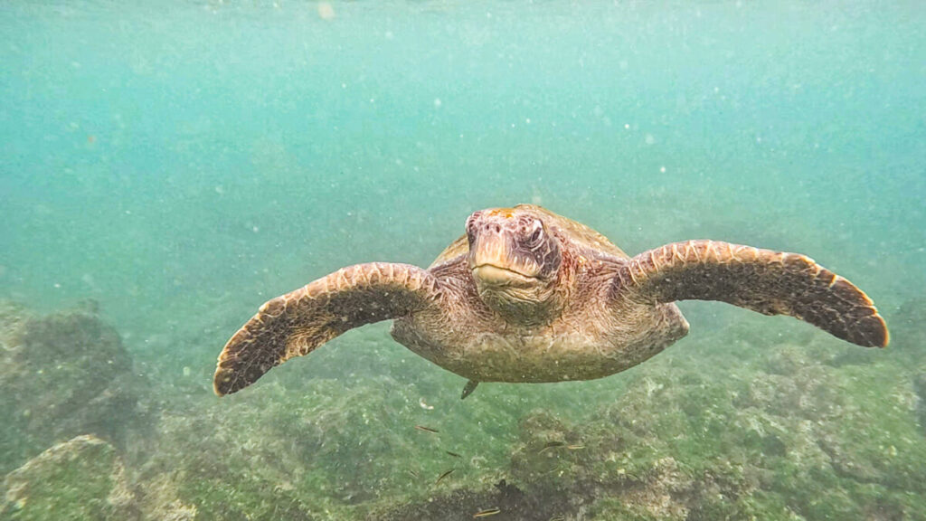 Sea turtle facing camera in the Galapagos