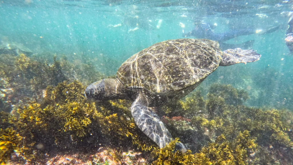 Sea turtle swimming in the ocean