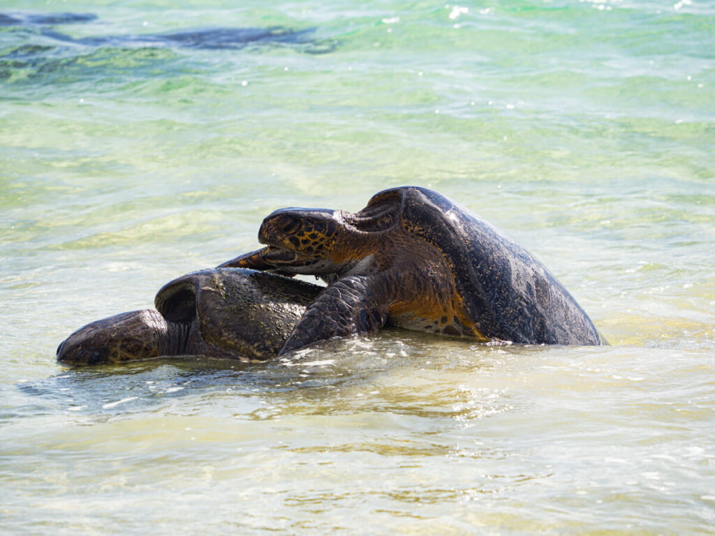 Sea turtles mating in the water 6