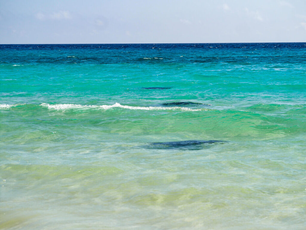 Sea turtles swimming in the water (viewpoint from shore)