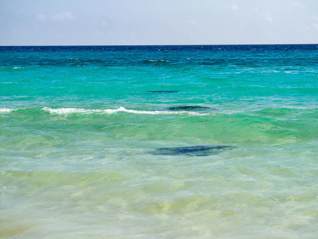Sea turtles swimming in the water (viewpoint from shore)