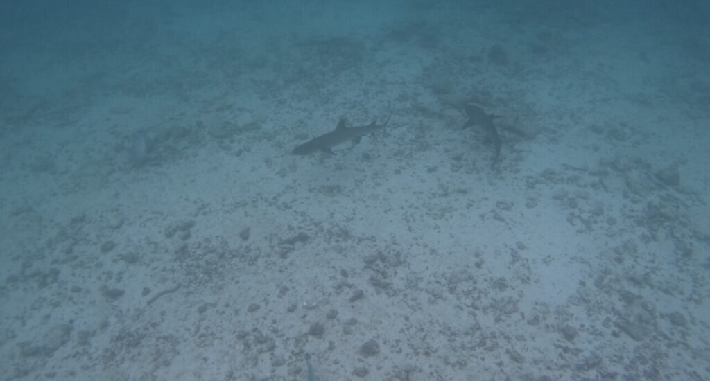 Sharks in the Galapagos