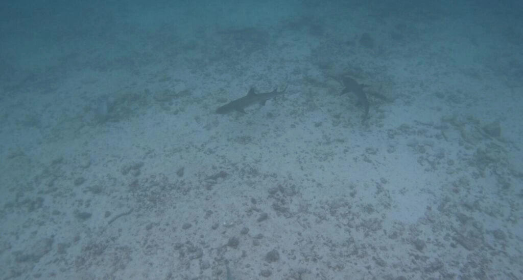 Sharks in the Galapagos