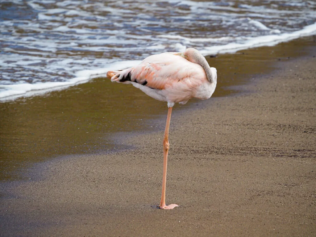 Sleeping flamingo on a beach in Galagagos