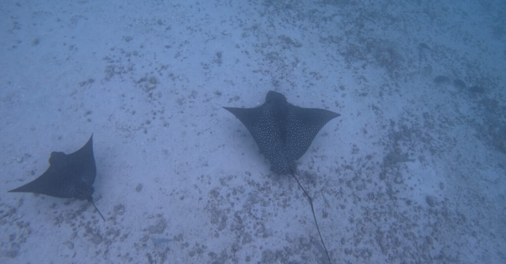 Spotted rays in the Galapagos