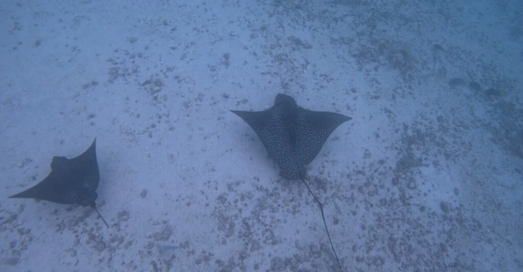 Spotted rays in the Galapagos