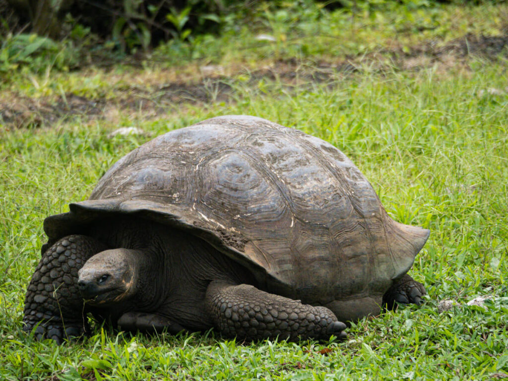 Tortoise on Santa Cruz