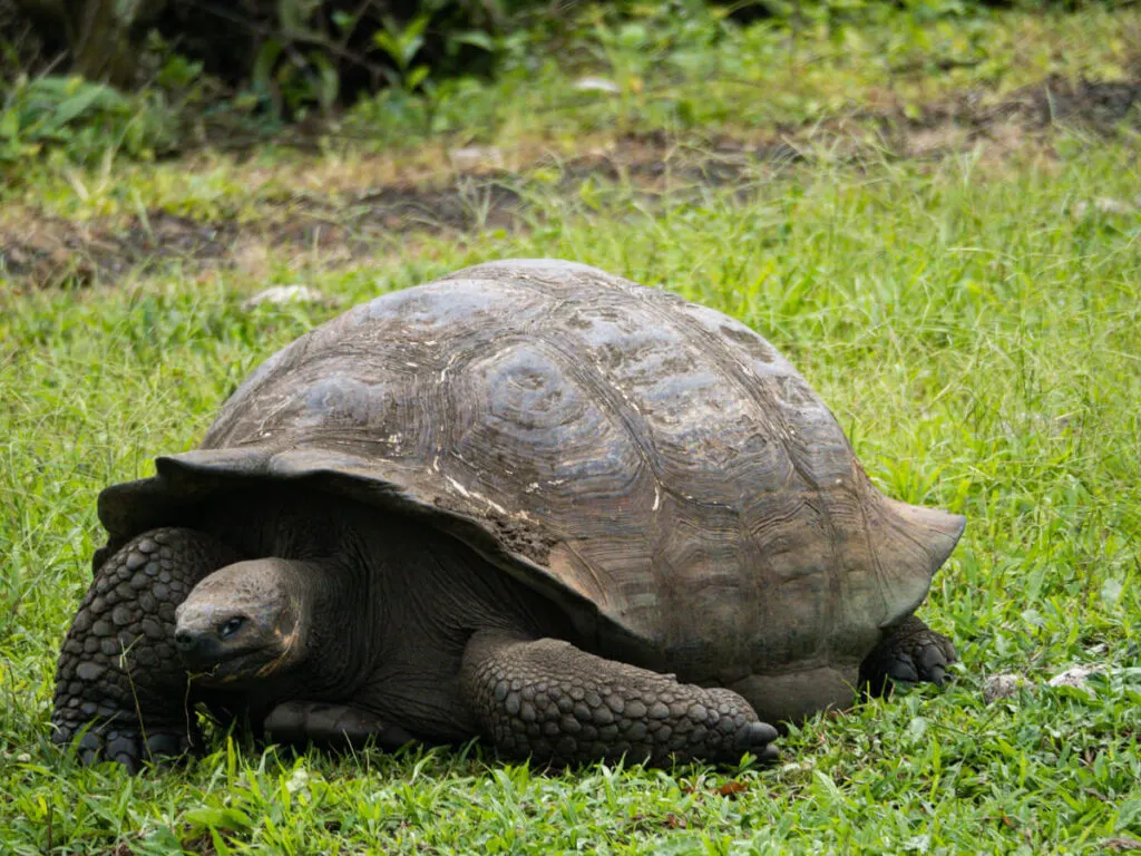 Tortoise on Santa Cruz