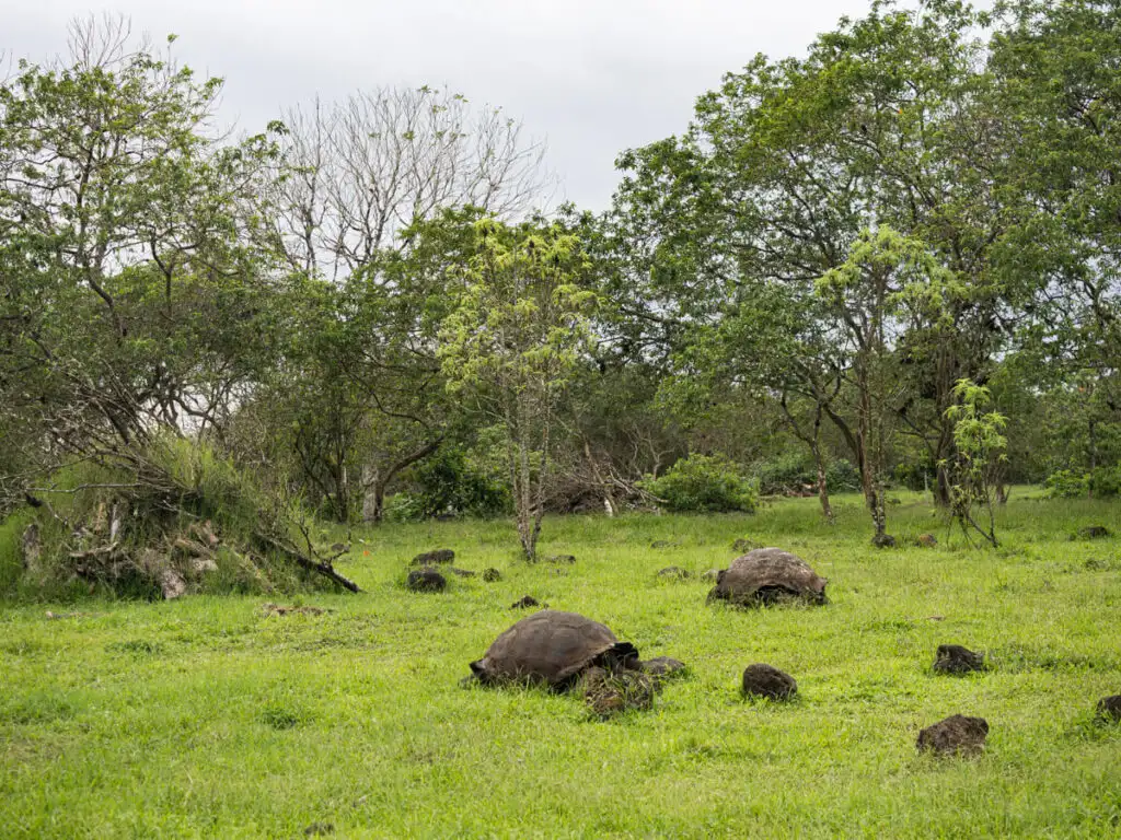 Tortoises at El Chato Ranch 2