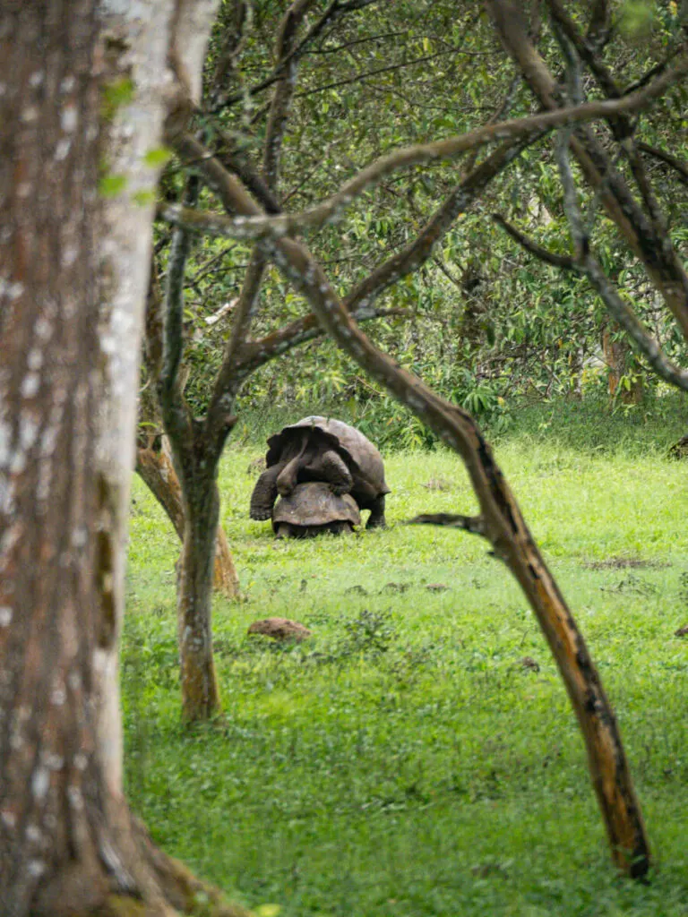 Tortoises attempting to mate at El Chato Ranch 4