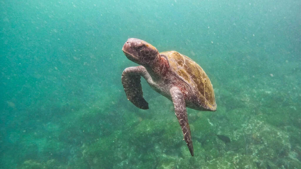 Turtle swimming in the Galapagos