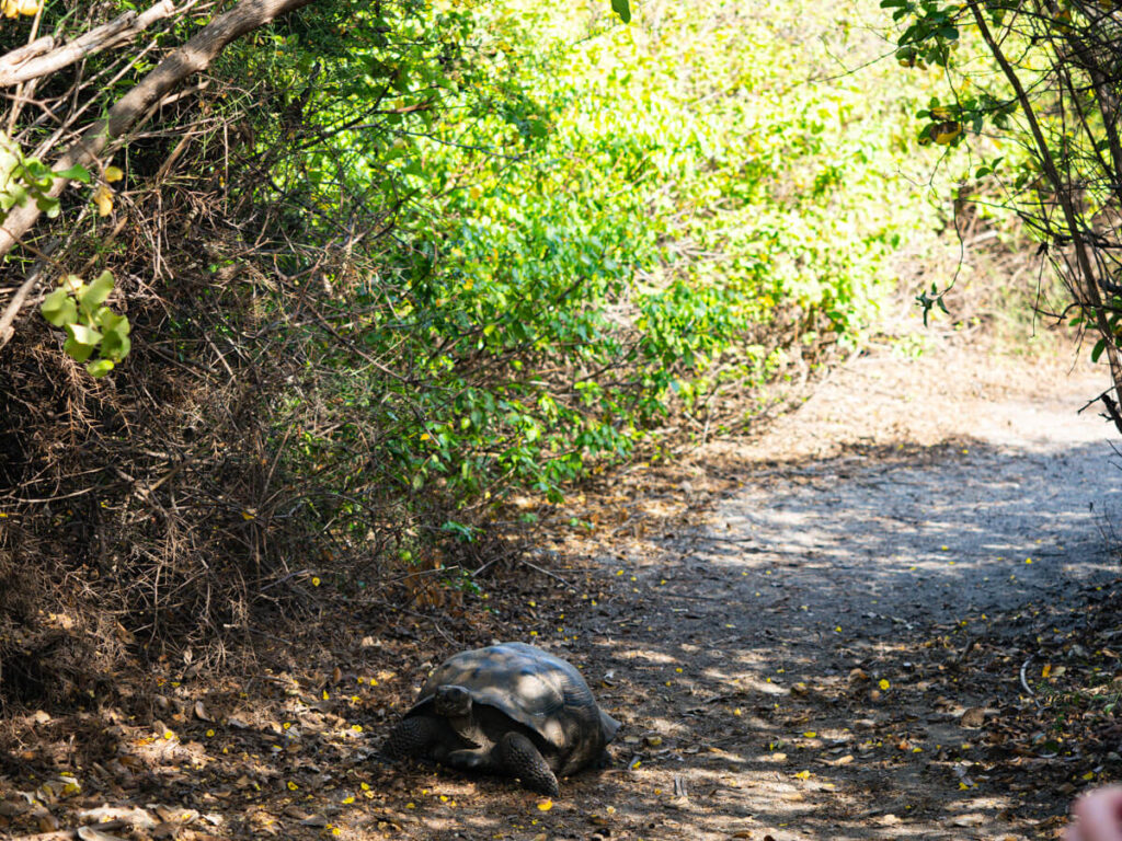 Urbina bay hike tortoise on trail