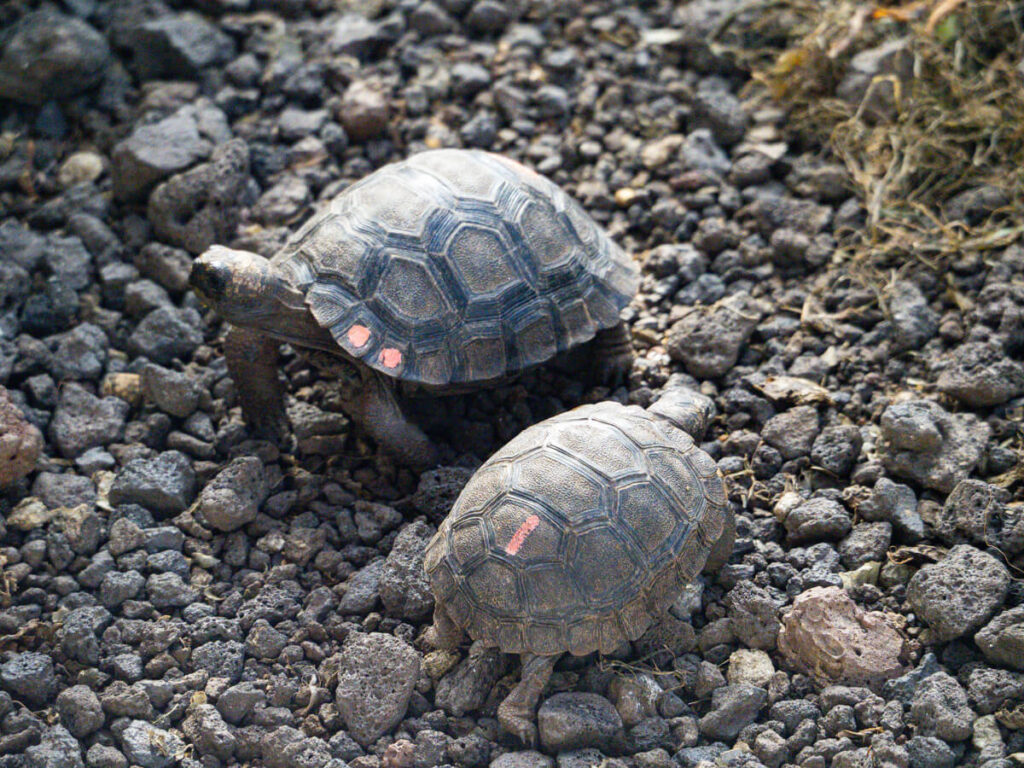 baby tortoises 3