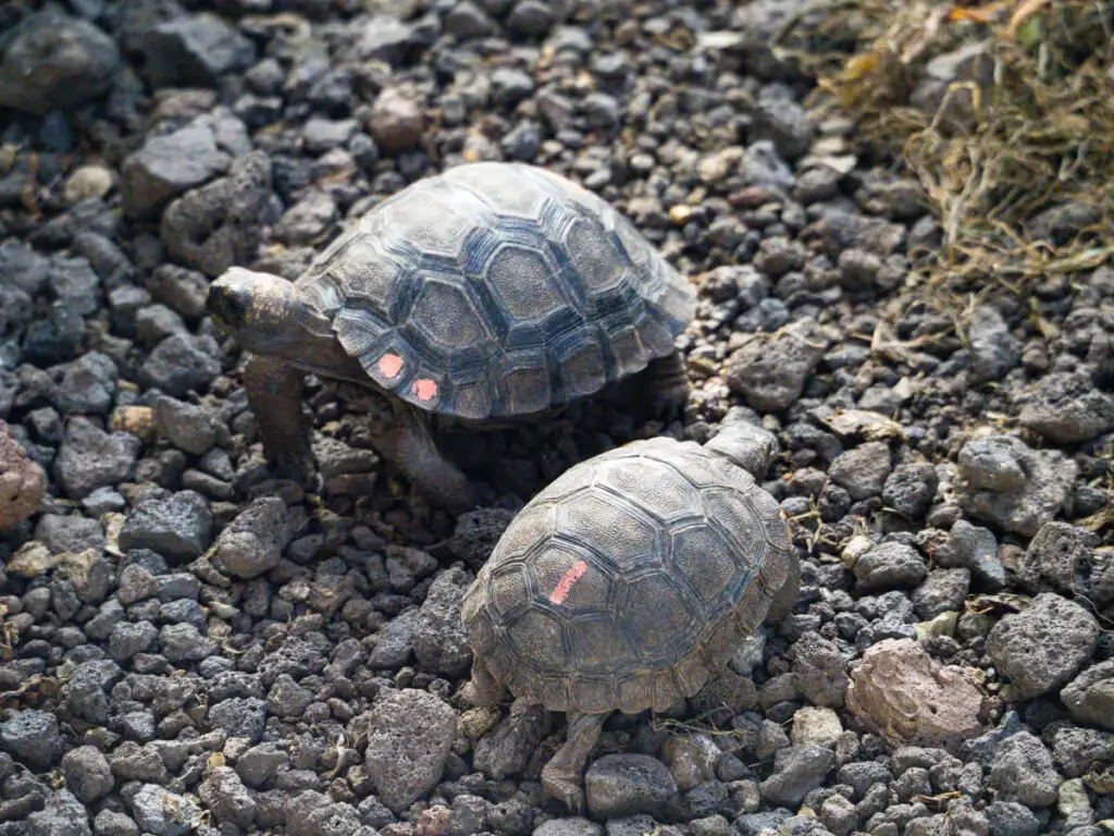 baby tortoises 3