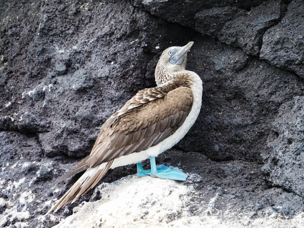best blue footed booby photo
