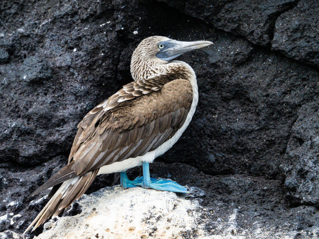 blue footed booby on a rock
