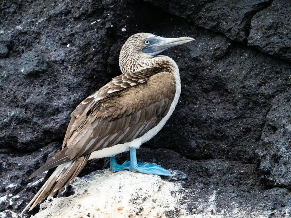 blue footed booby on a rock