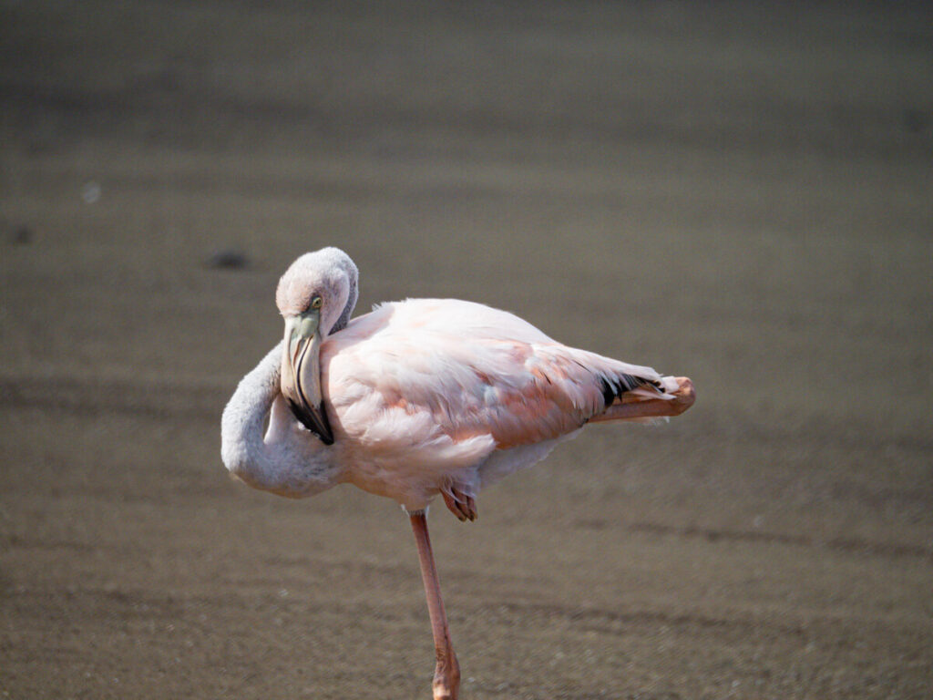close up Flamingo napping on the beach