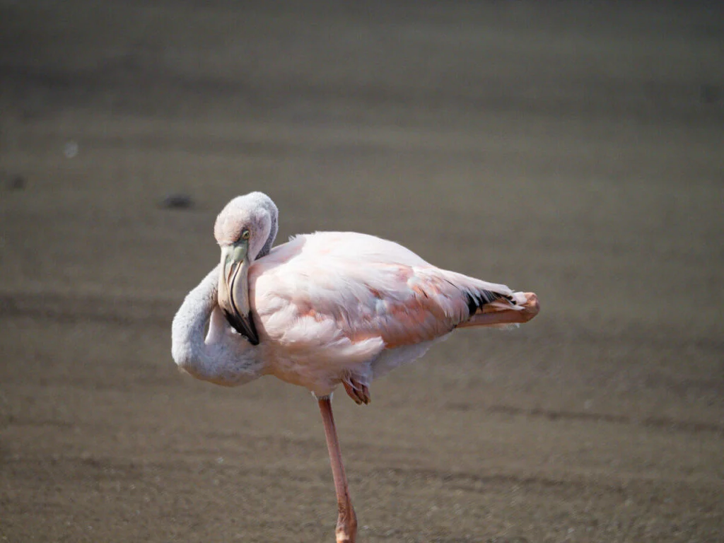 close up Flamingo napping on the beach