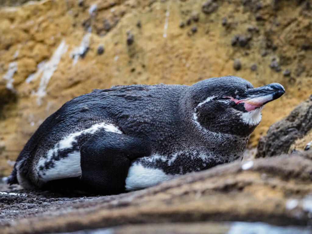 close up on penguin in the Galapagos
