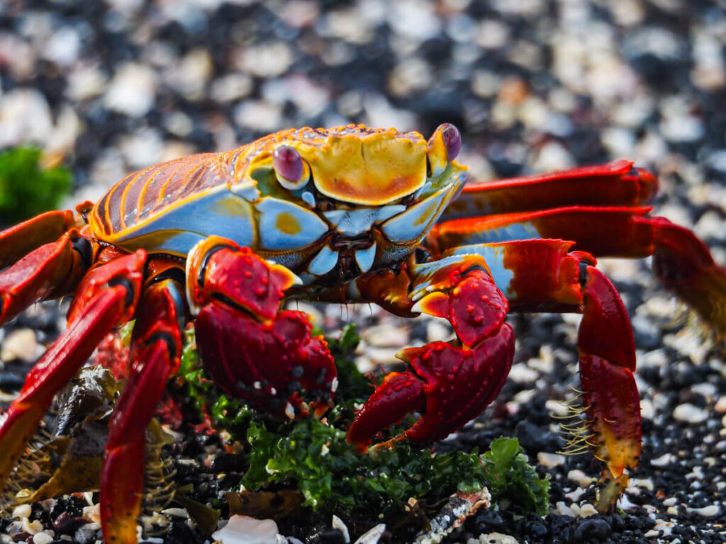 close up sally lightfoot crab eating