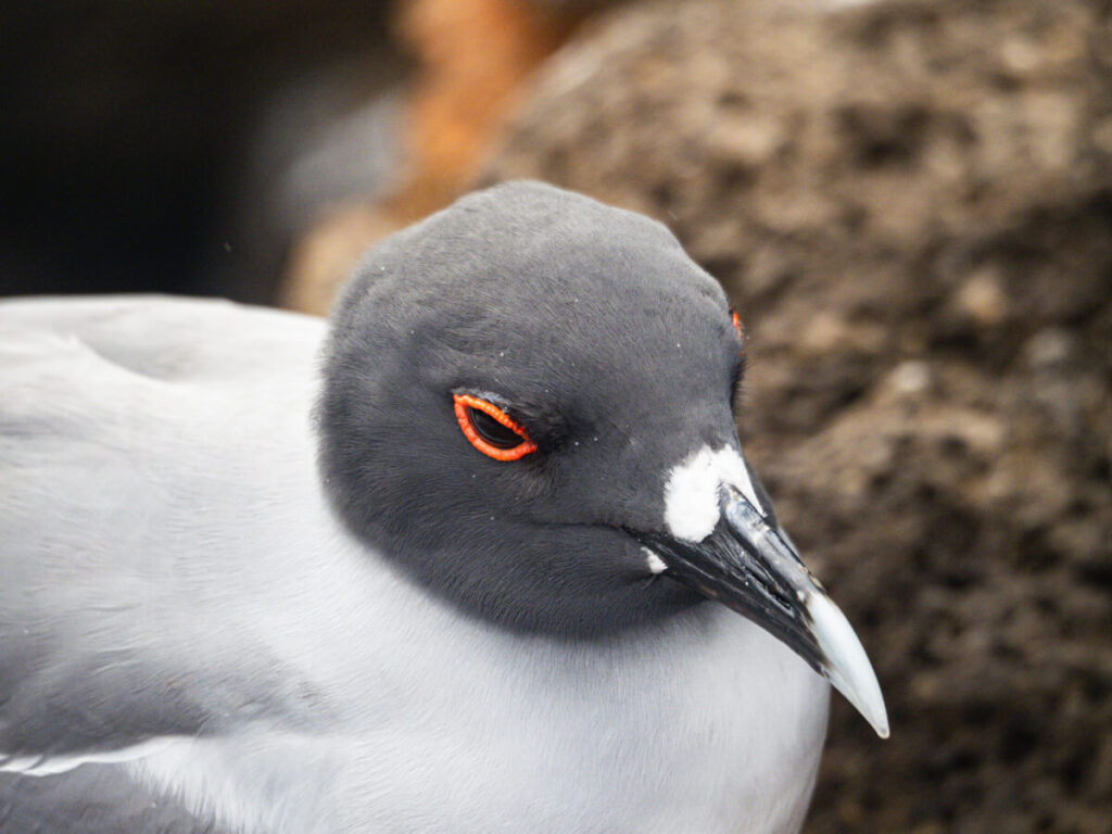 close up swallow tailed gull 2