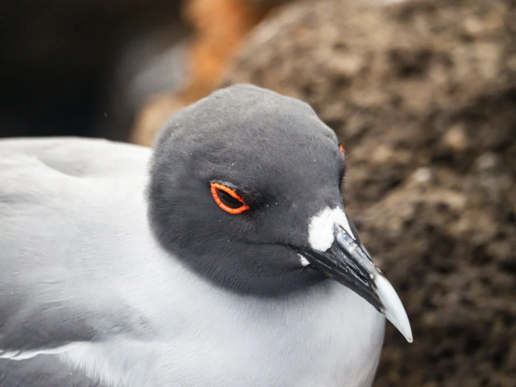 close up swallow tailed gull 2