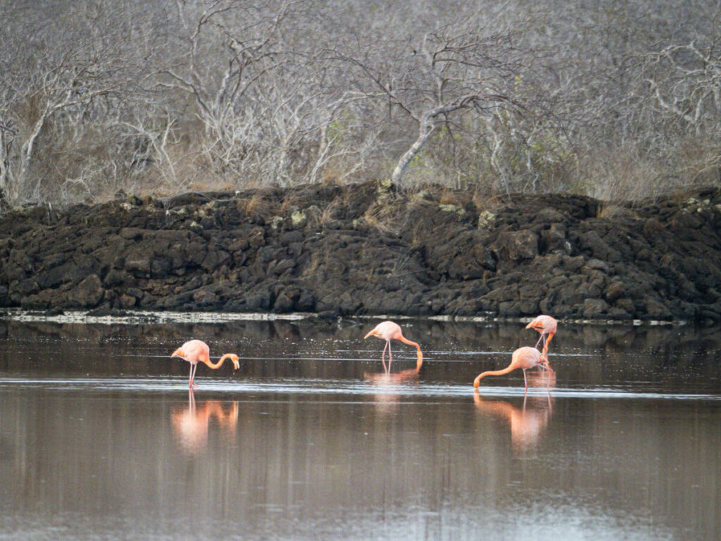flamingos on Floreana