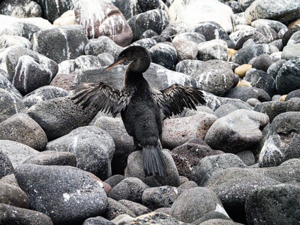 flightless cormorant on Punta Vicente Roca
