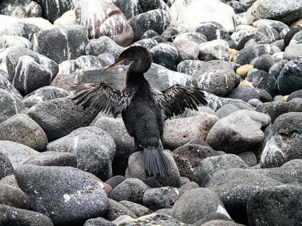 flightless cormorant on Punta Vicente Roca