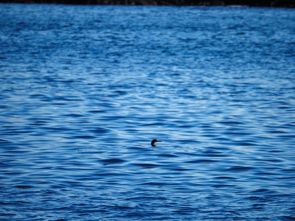 flightless cormorant on the water