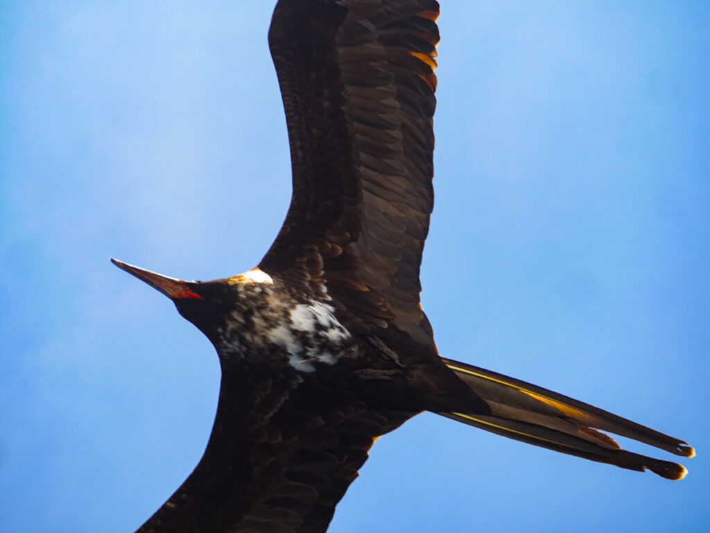 frigate bird flying 5