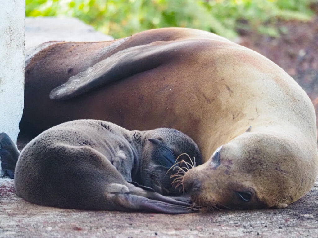 mom and baby sea lion 6