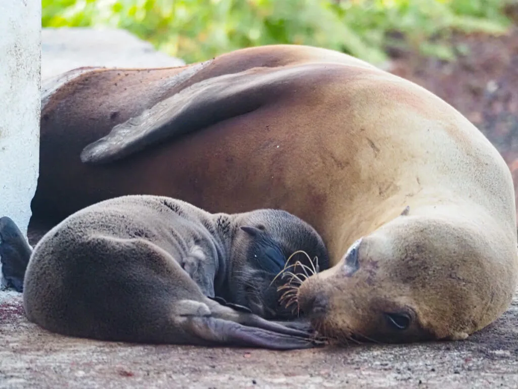mom and baby sea lion 6