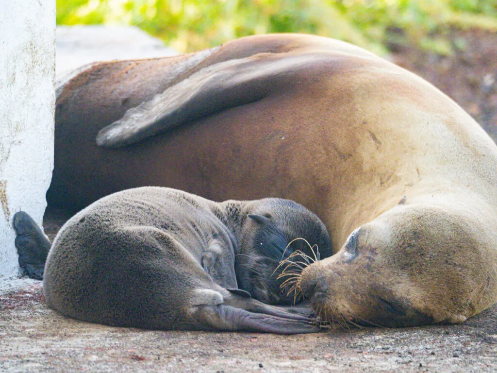mom and baby sea lion sleeping 2